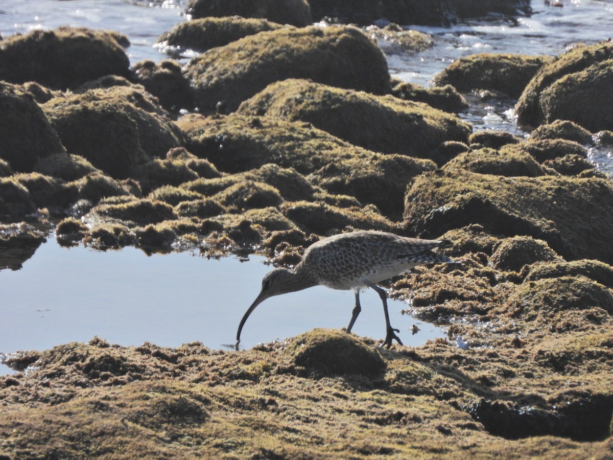 Eurasian Whimbrel - ML646527939