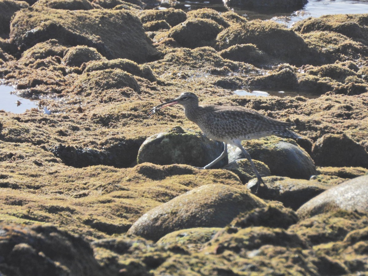 Eurasian Whimbrel - ML646527941