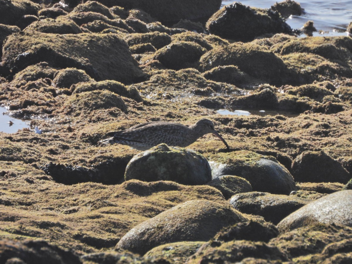 Eurasian Whimbrel - ML646527942