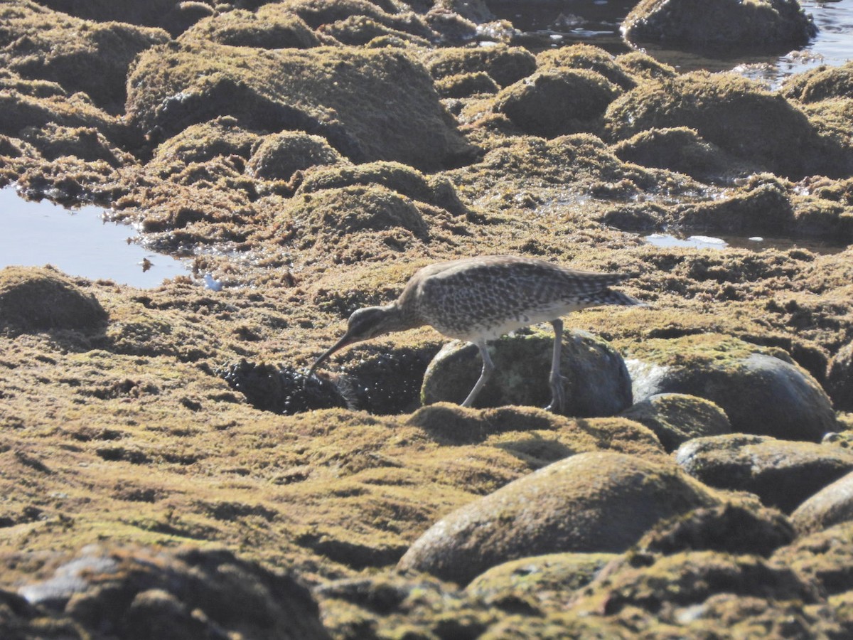 Eurasian Whimbrel - ML646527943