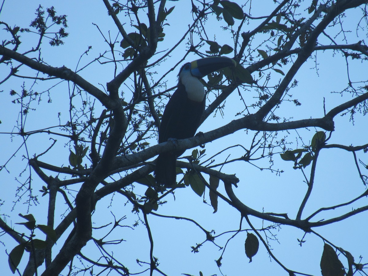 Tucán Pechiblanco - ML646527957