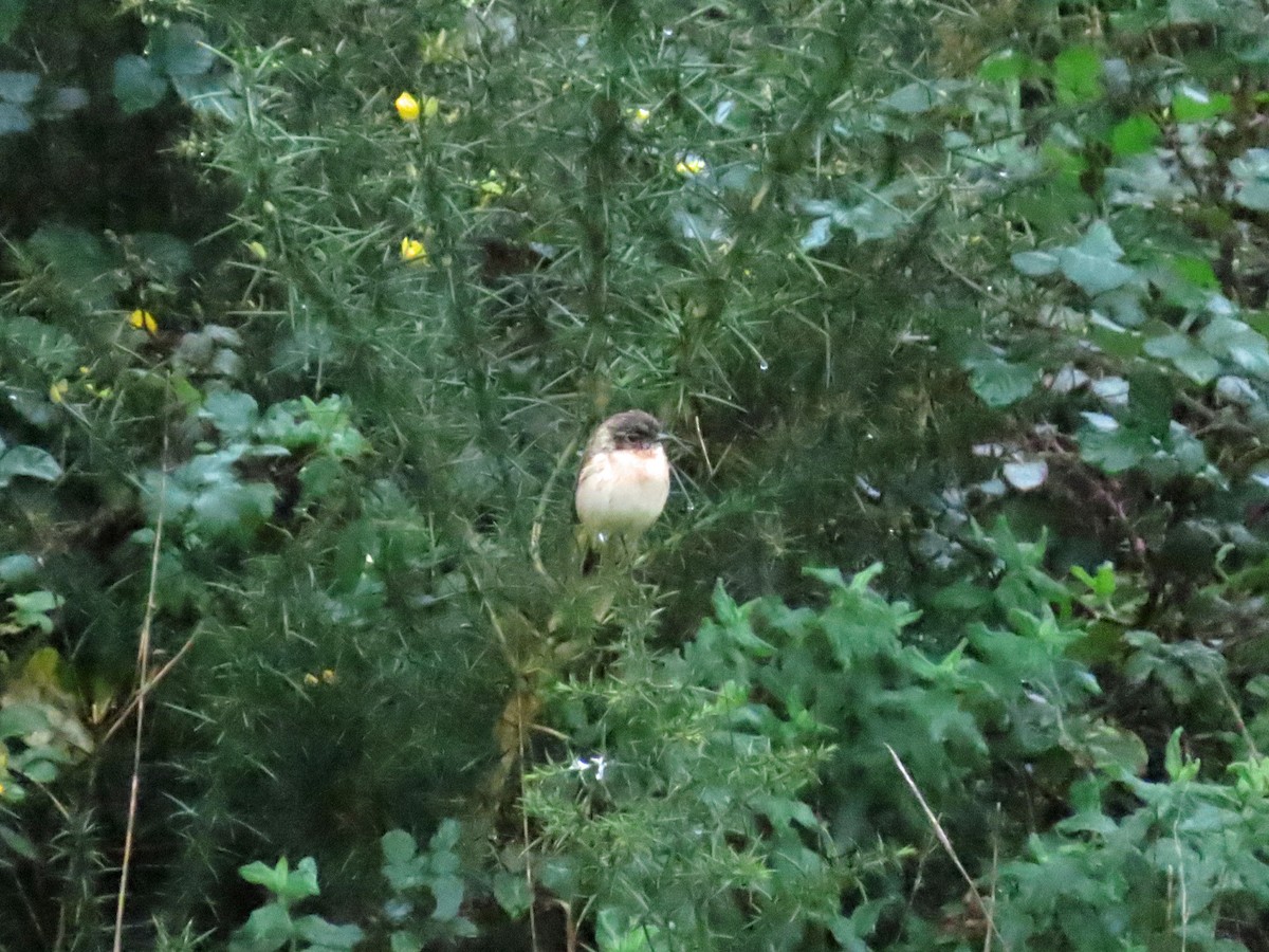 Amur Stonechat - ML646527958