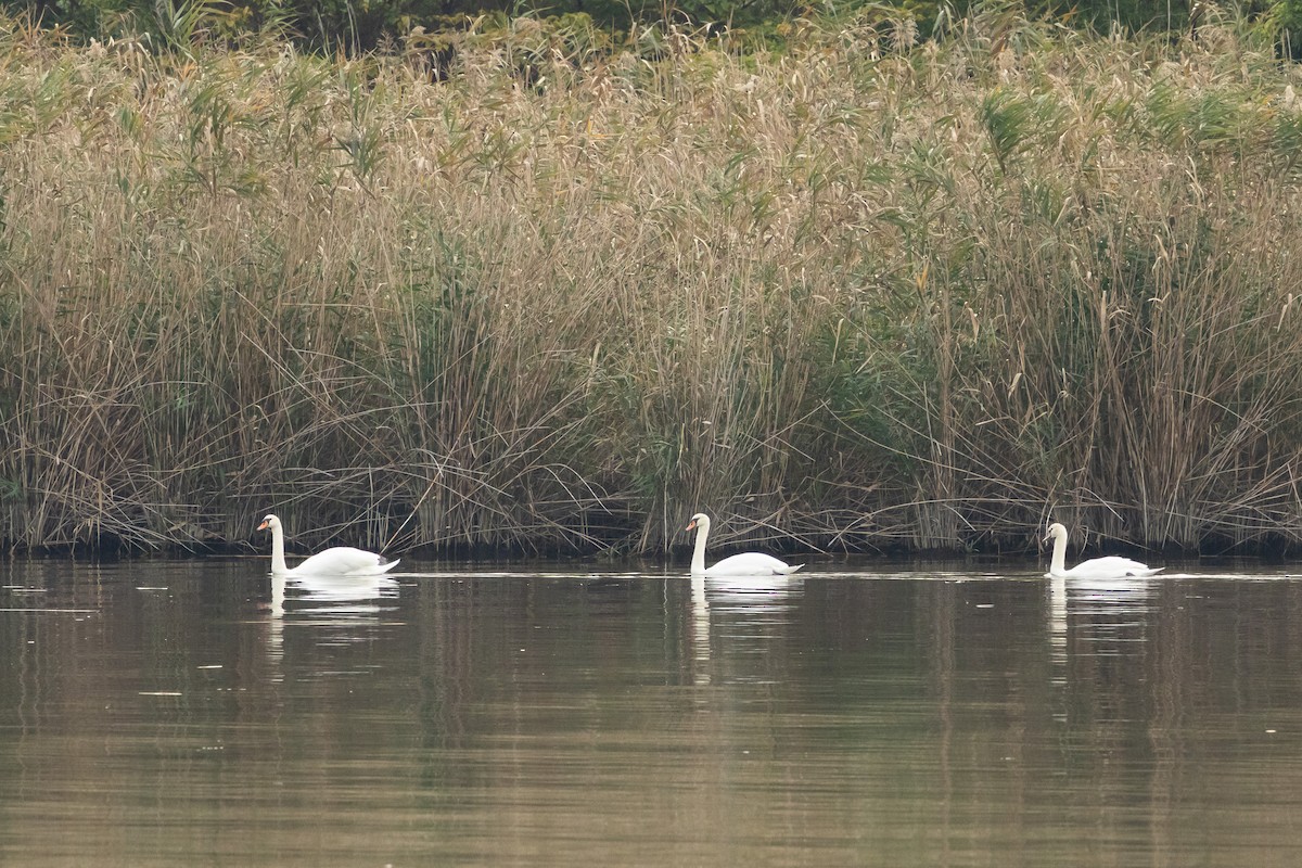 Лебідь-шипун - ML646527959