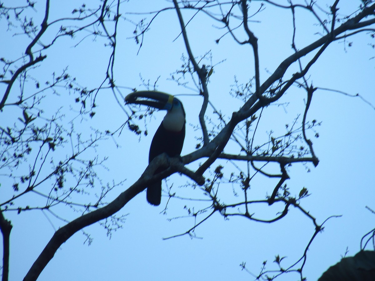 Tucán Pechiblanco - ML646527960
