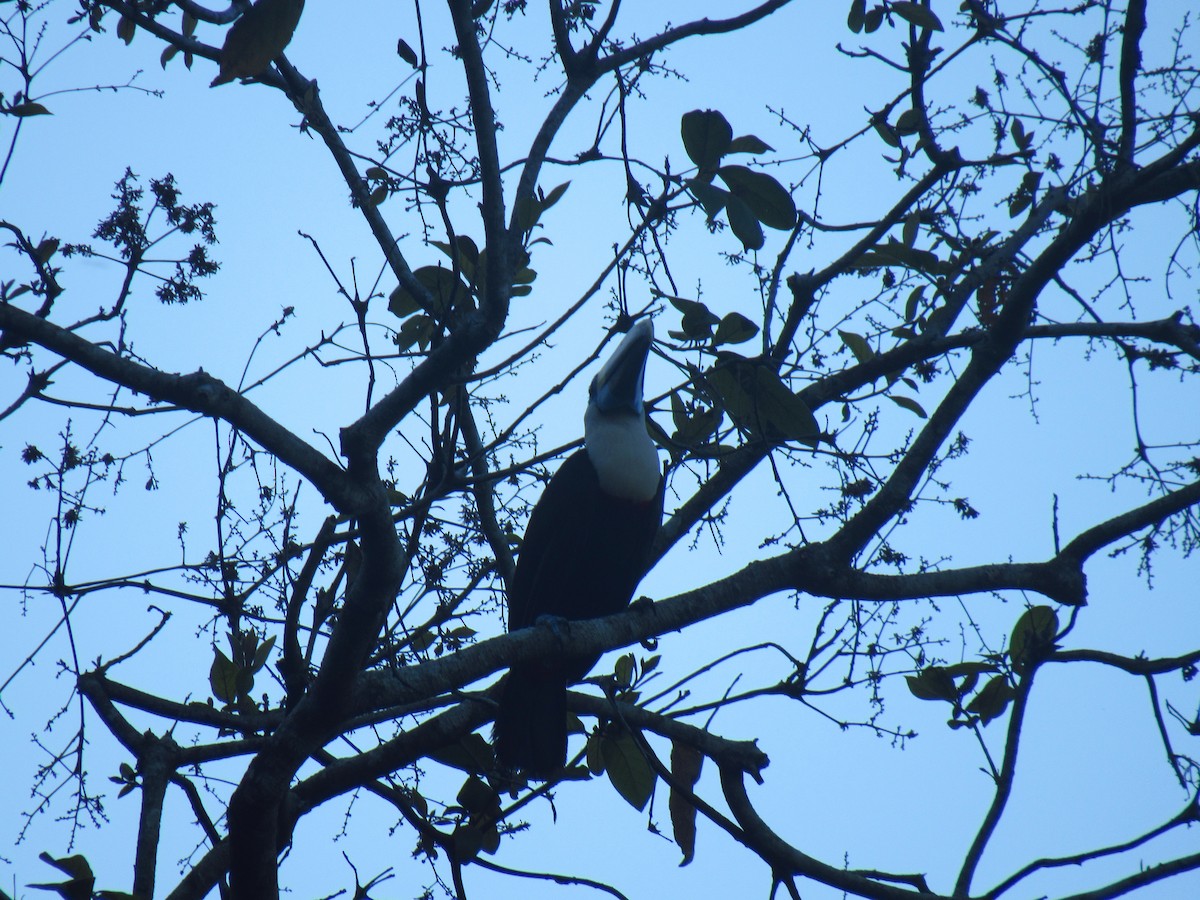 Tucán Pechiblanco - ML646527961