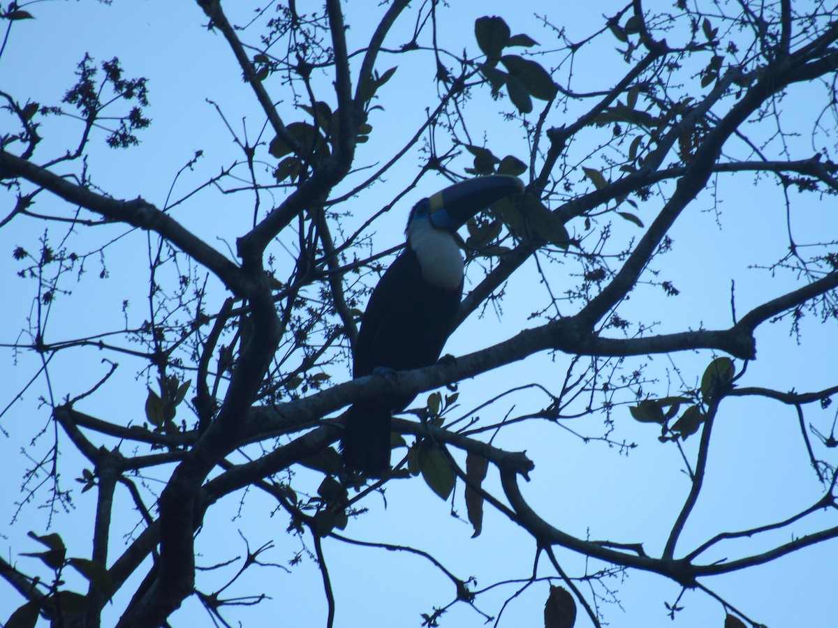 Tucán Pechiblanco - ML646527962