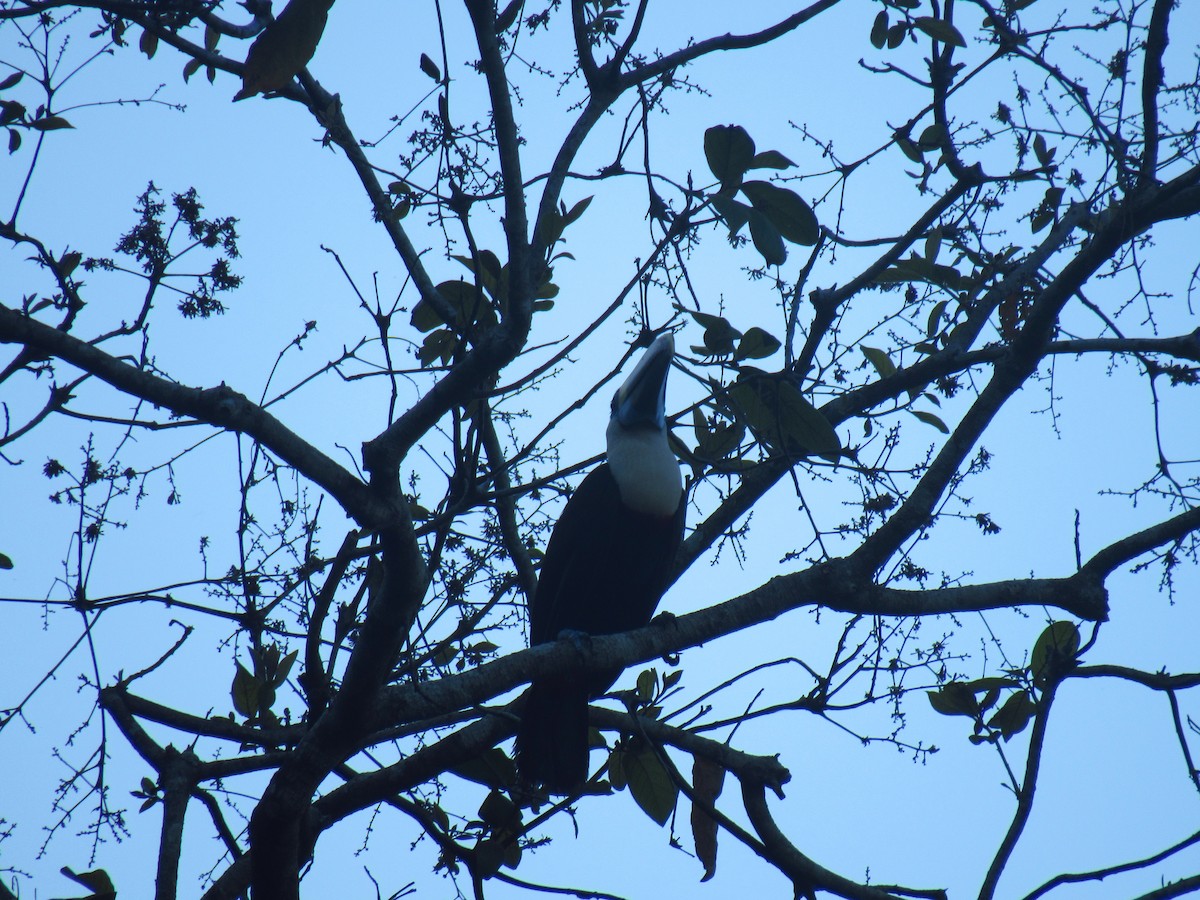 Tucán Pechiblanco - ML646527963
