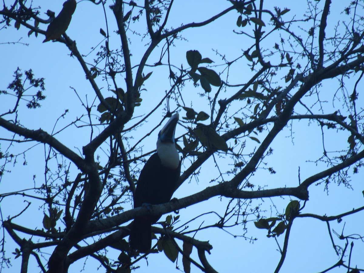 Tucán Pechiblanco - ML646527964