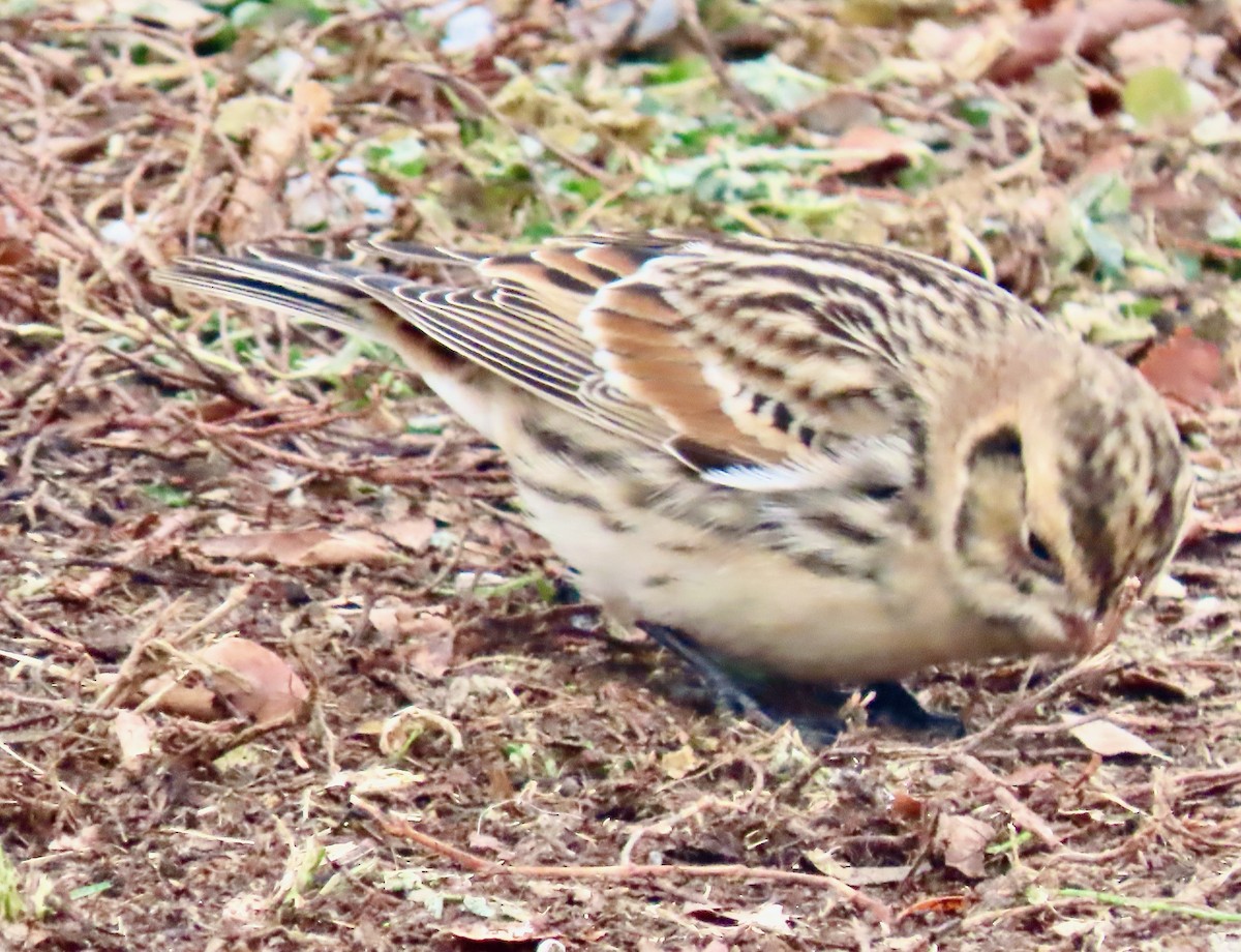 Lapland Longspur - ML646527969
