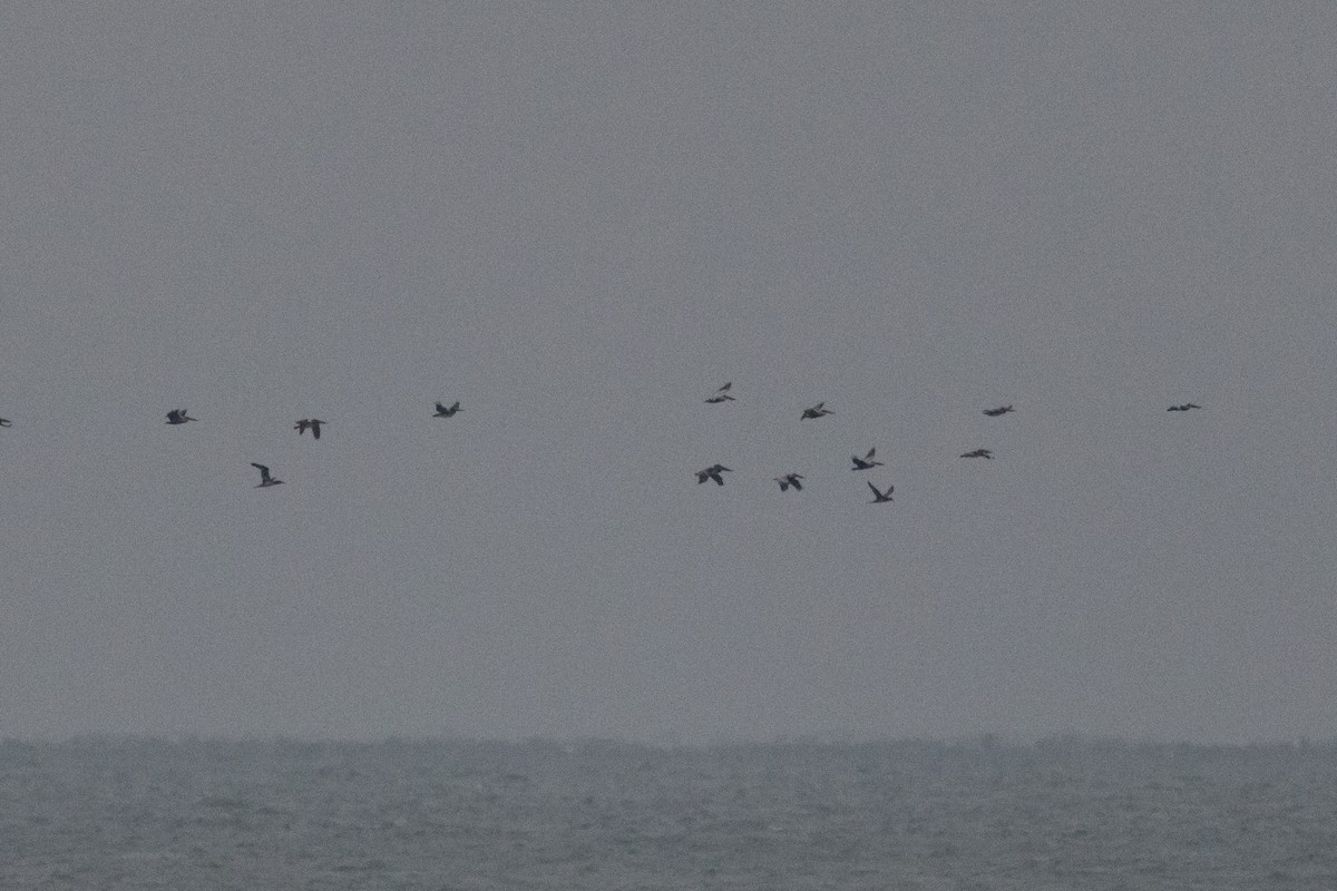 Brown Booby - ML646527971