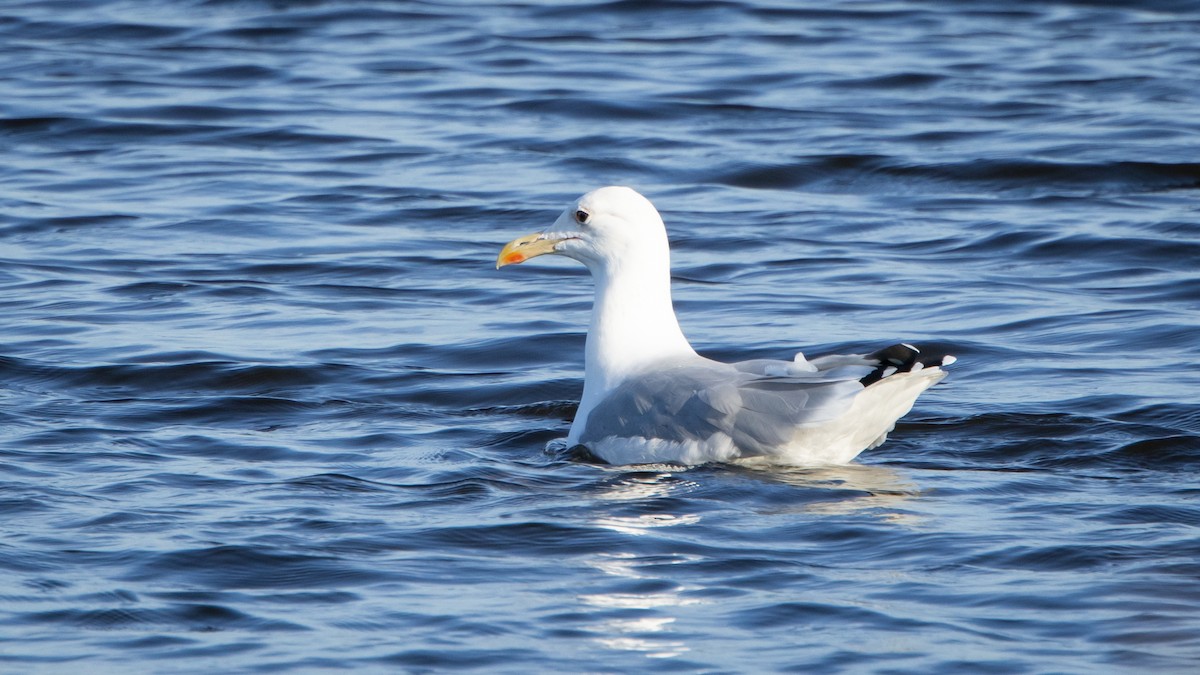 カスピセグロカモメ - ML646527973