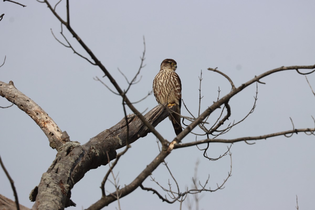 Boz Doğan - ML646527975