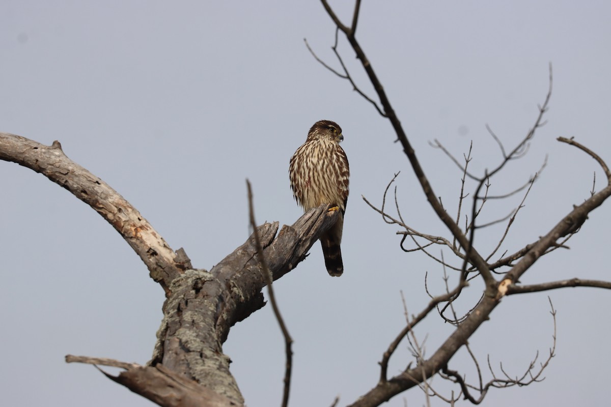 Boz Doğan - ML646527976