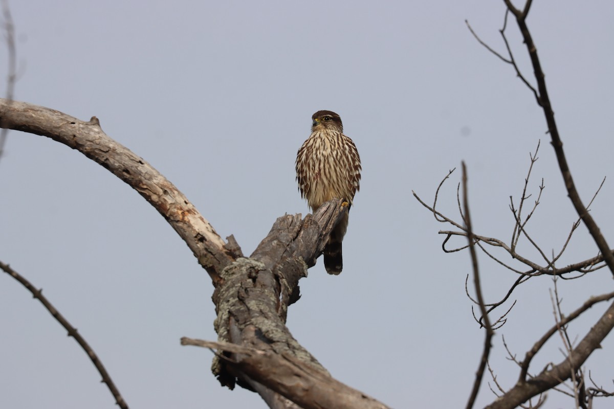 Boz Doğan - ML646527977