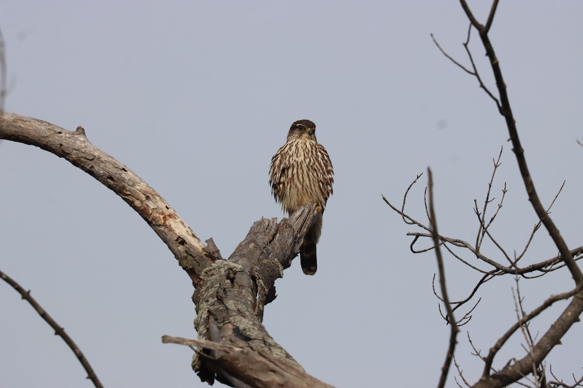 Boz Doğan - ML646527978