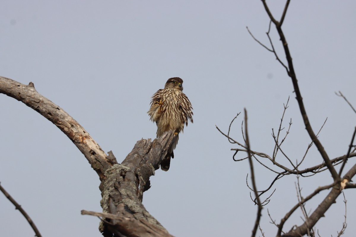 Boz Doğan - ML646527979