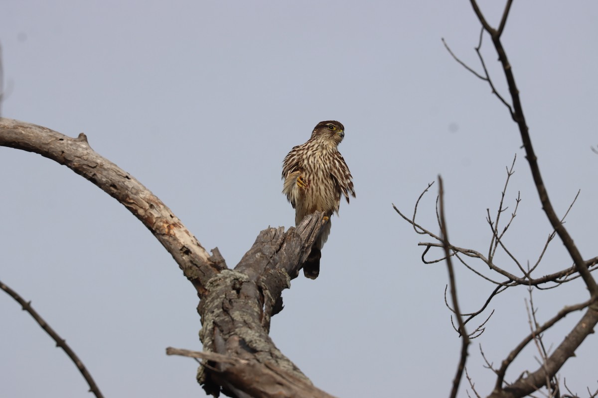 Boz Doğan - ML646527980