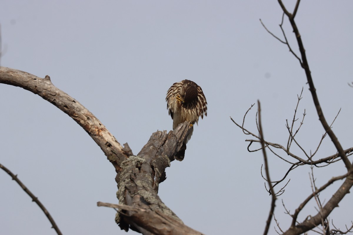 Boz Doğan - ML646527981