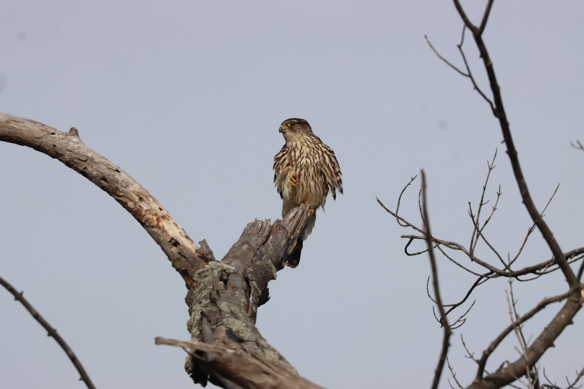 Boz Doğan - ML646527982