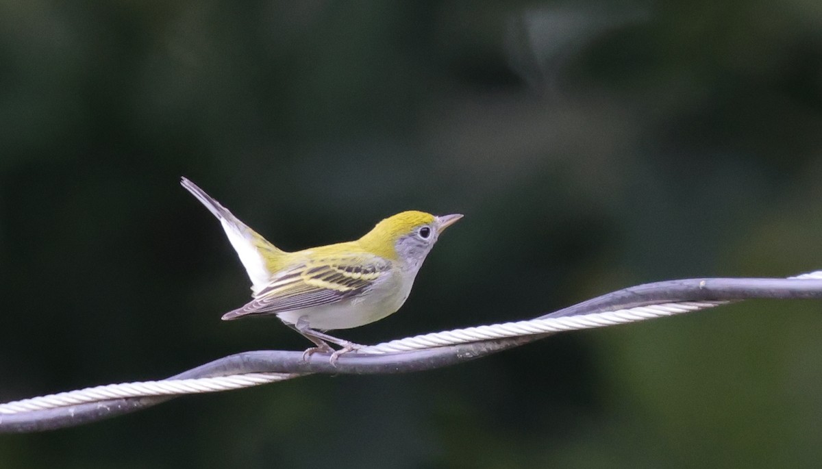 Chestnut-sided Warbler - ML646527983