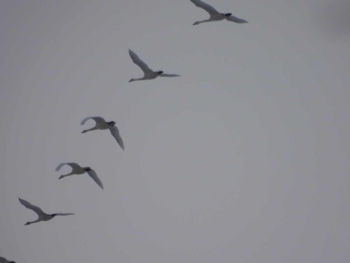 Tundra Swan - ML646527984