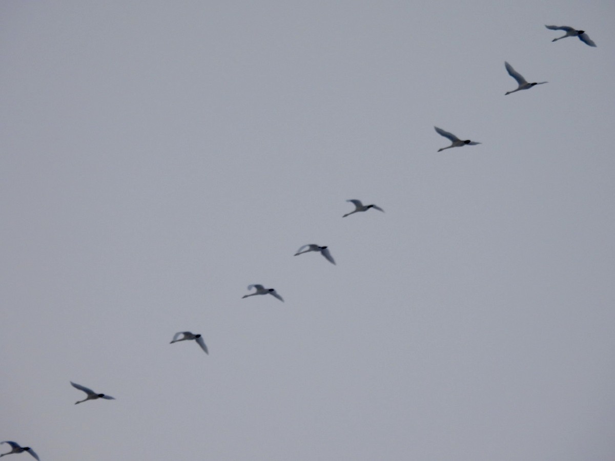 Tundra Swan - ML646527985