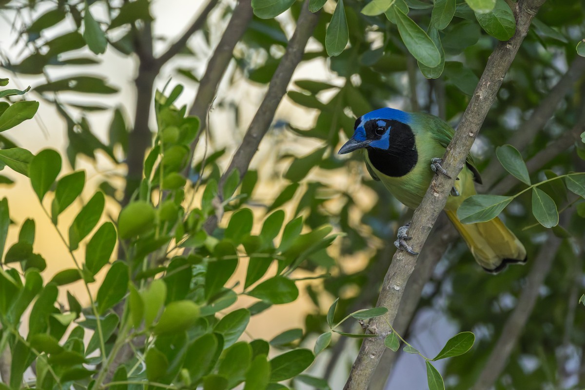 Green Jay - ML646527988