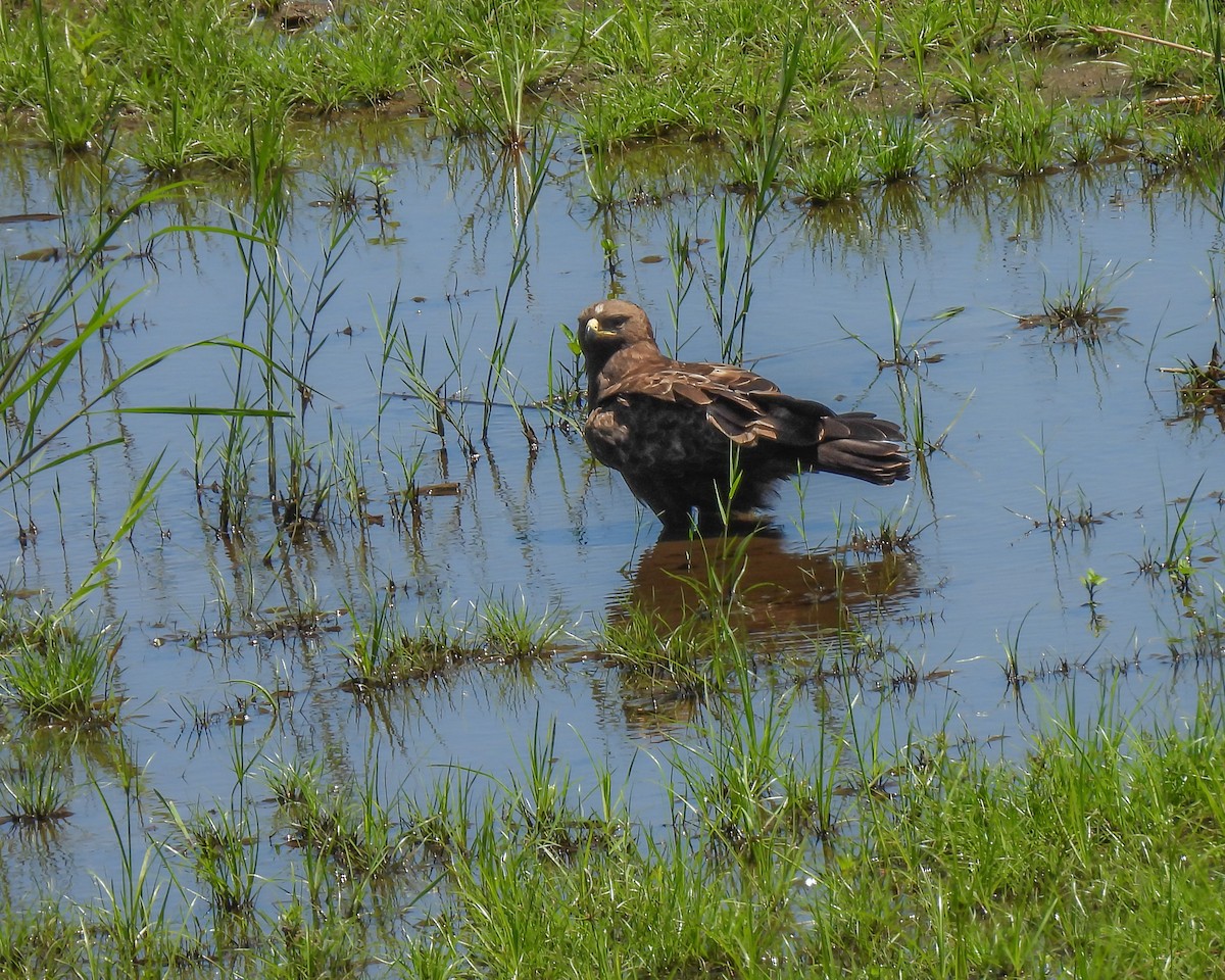 Lesser Spotted Eagle - ML646527989