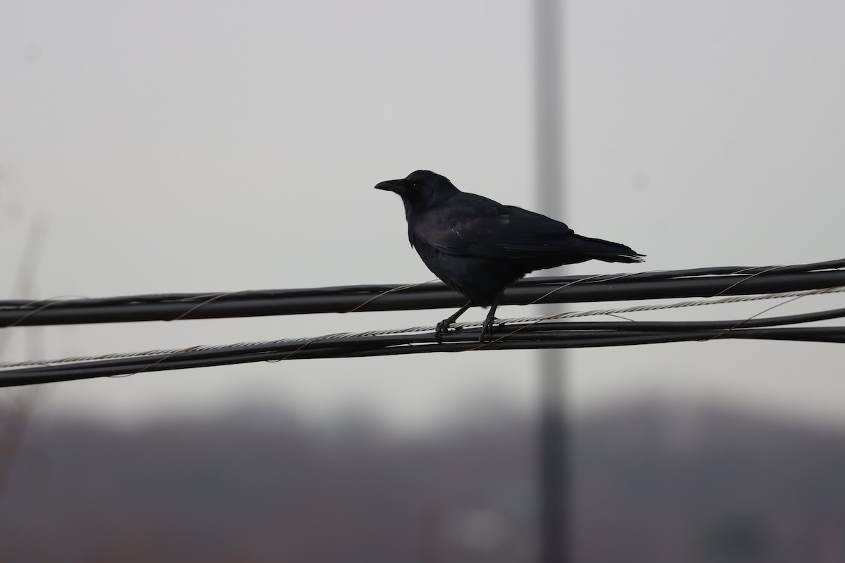 Fish Crow - ML646527990