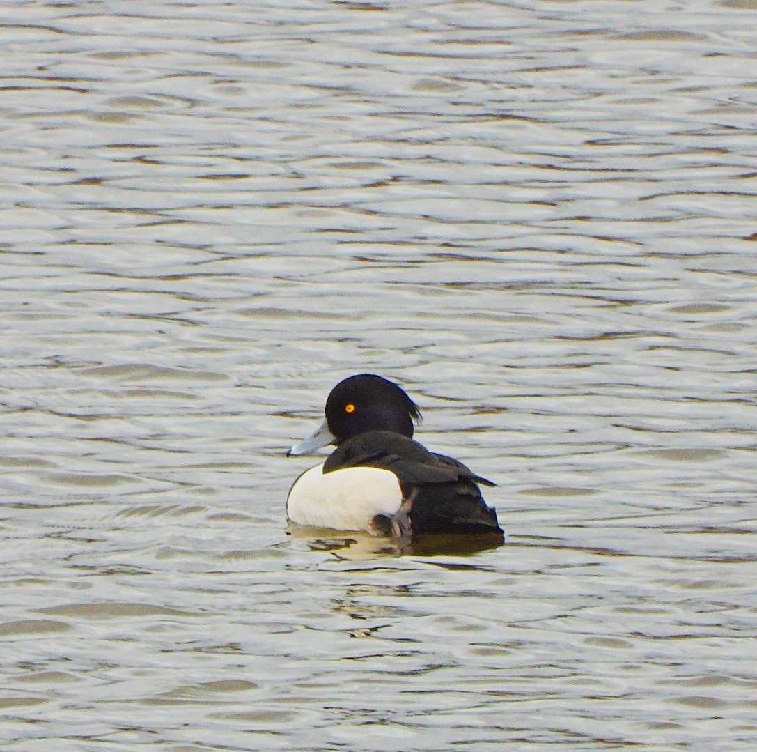 Tufted Duck - ML646527993