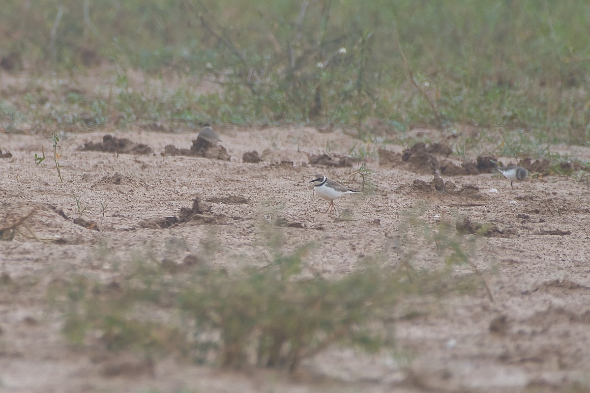 Little Ringed Plover - ML646527994