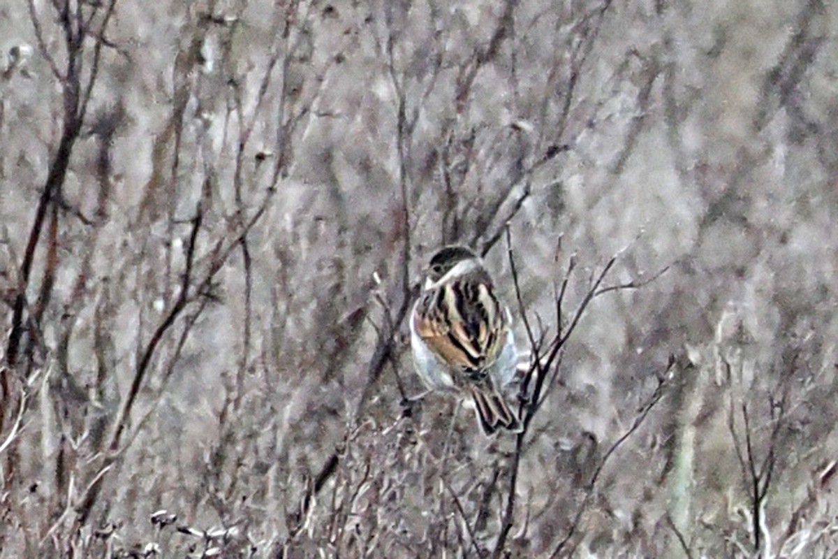 Reed Bunting - ML646528001