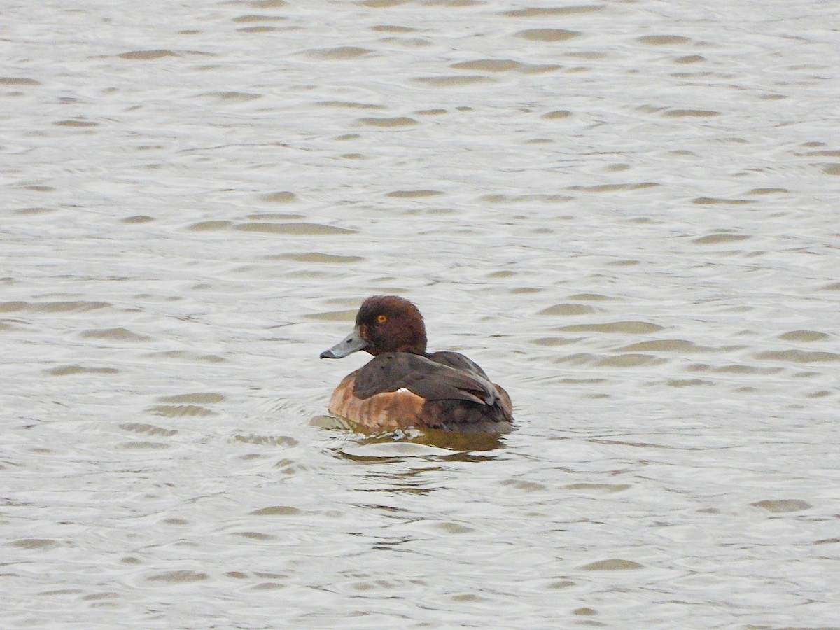 Tufted Duck - ML646528002