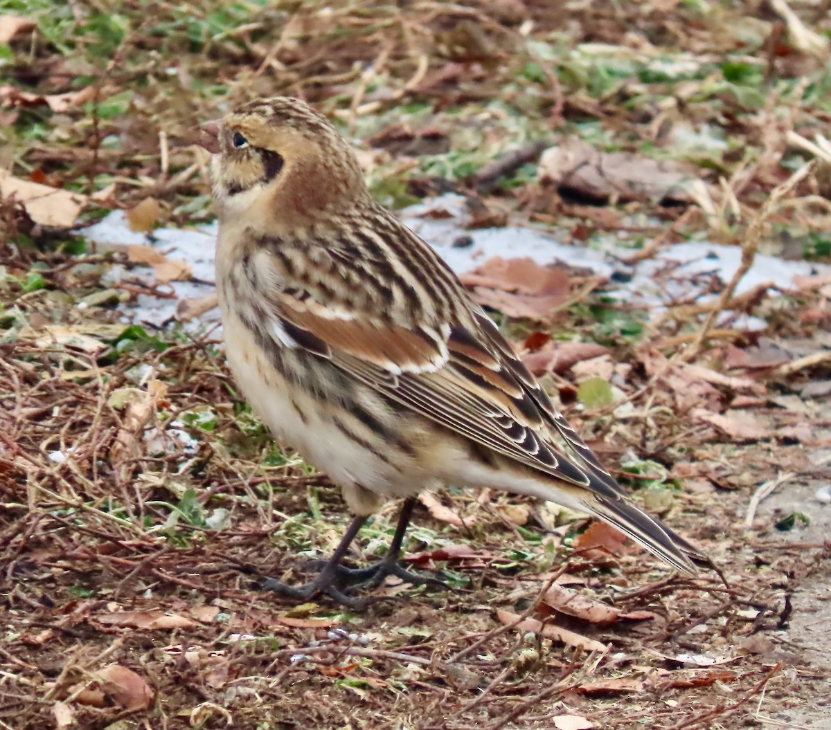 Lapland Longspur - ML646528003