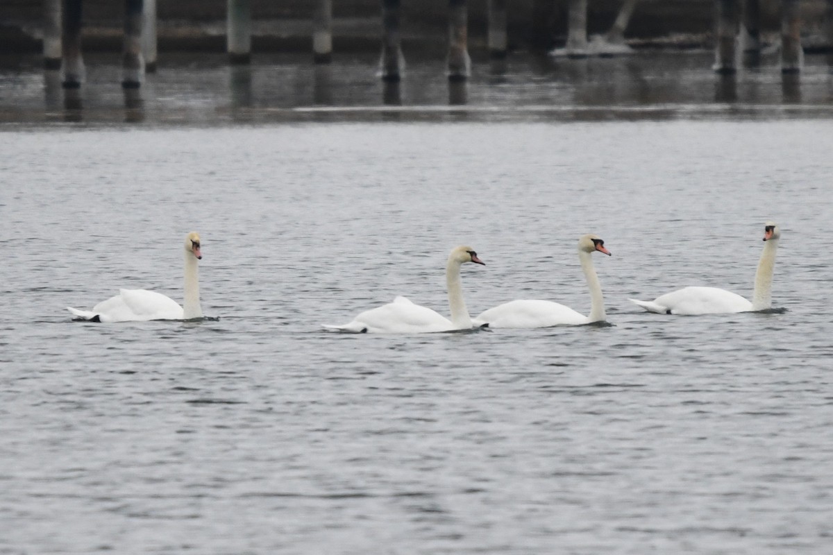Mute Swan - ML646528004