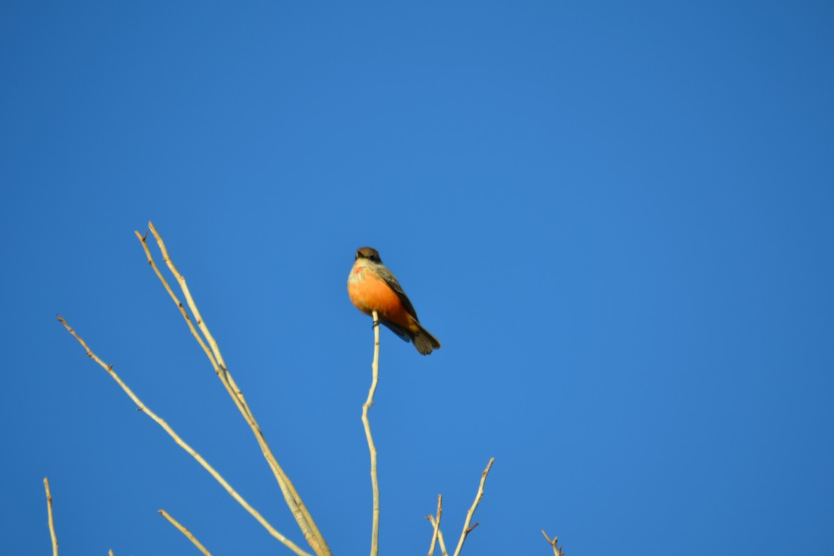Vermilion Flycatcher - ML646528005