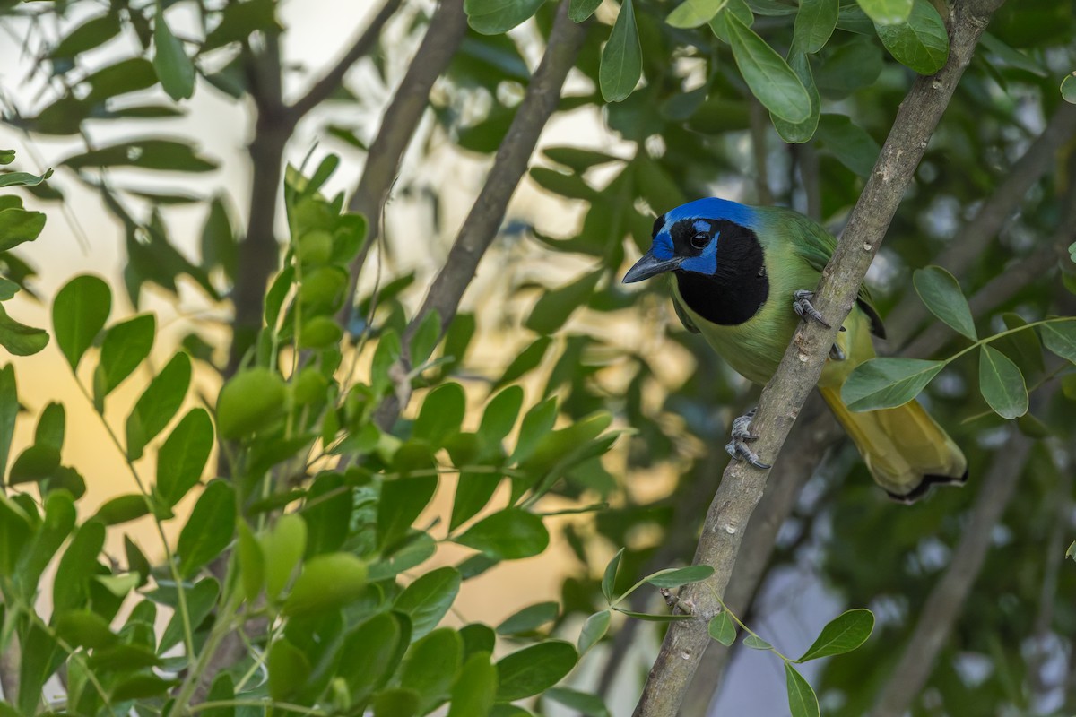 Green Jay - ML646528006