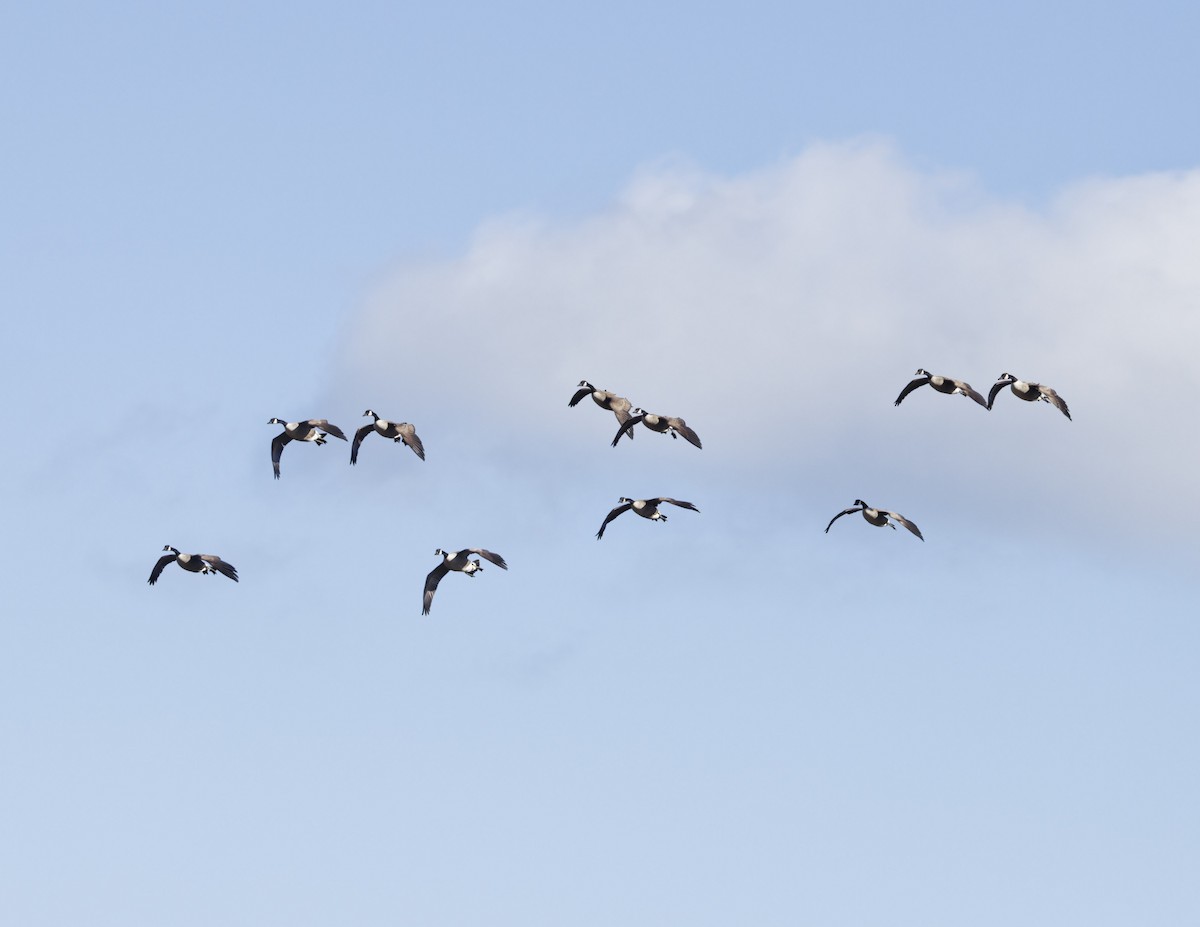 Canada Goose - ML646528008