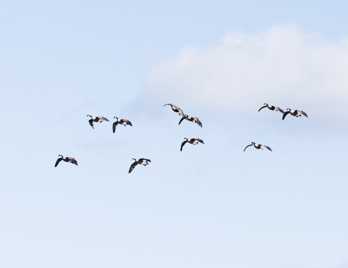 Canada Goose - ML646528010