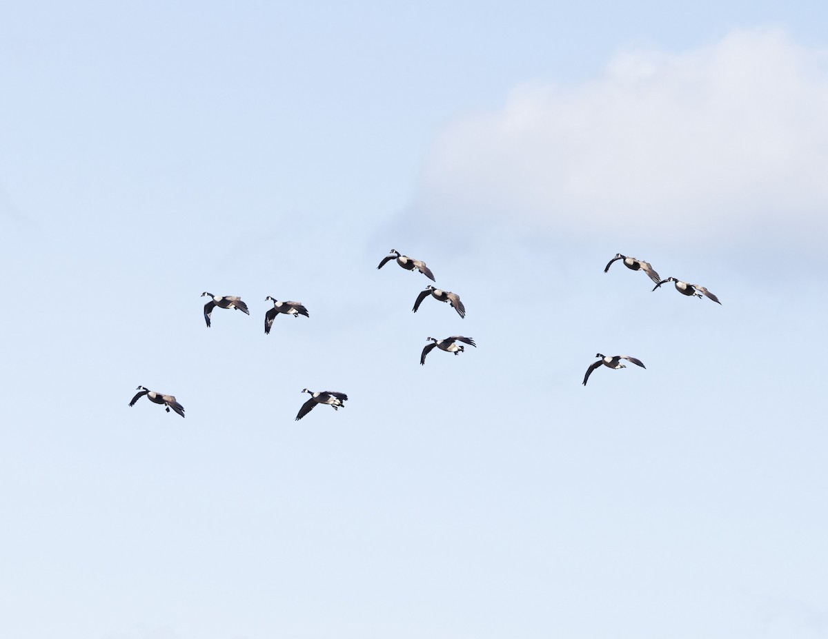 Canada Goose - ML646528011