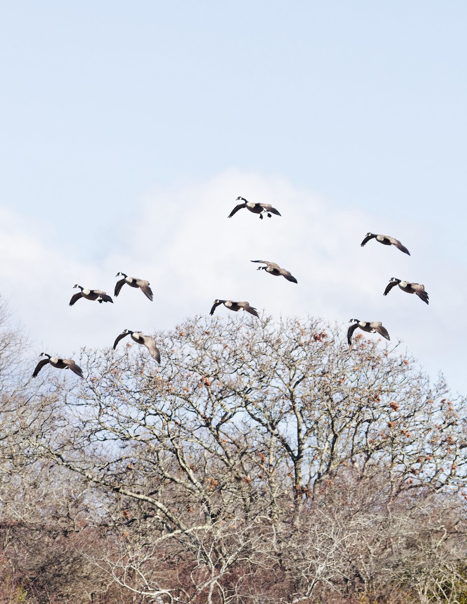 Canada Goose - ML646528012