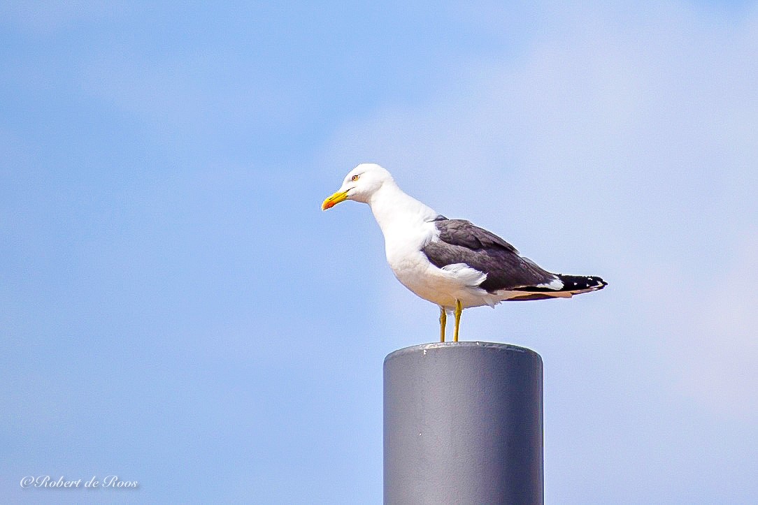 Lesser Black-backed Gull - ML646528013