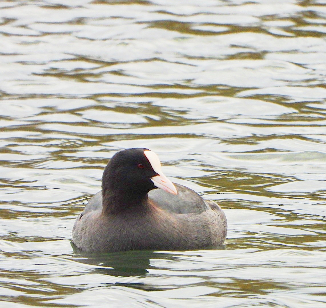 Eurasian Coot - ML646528014