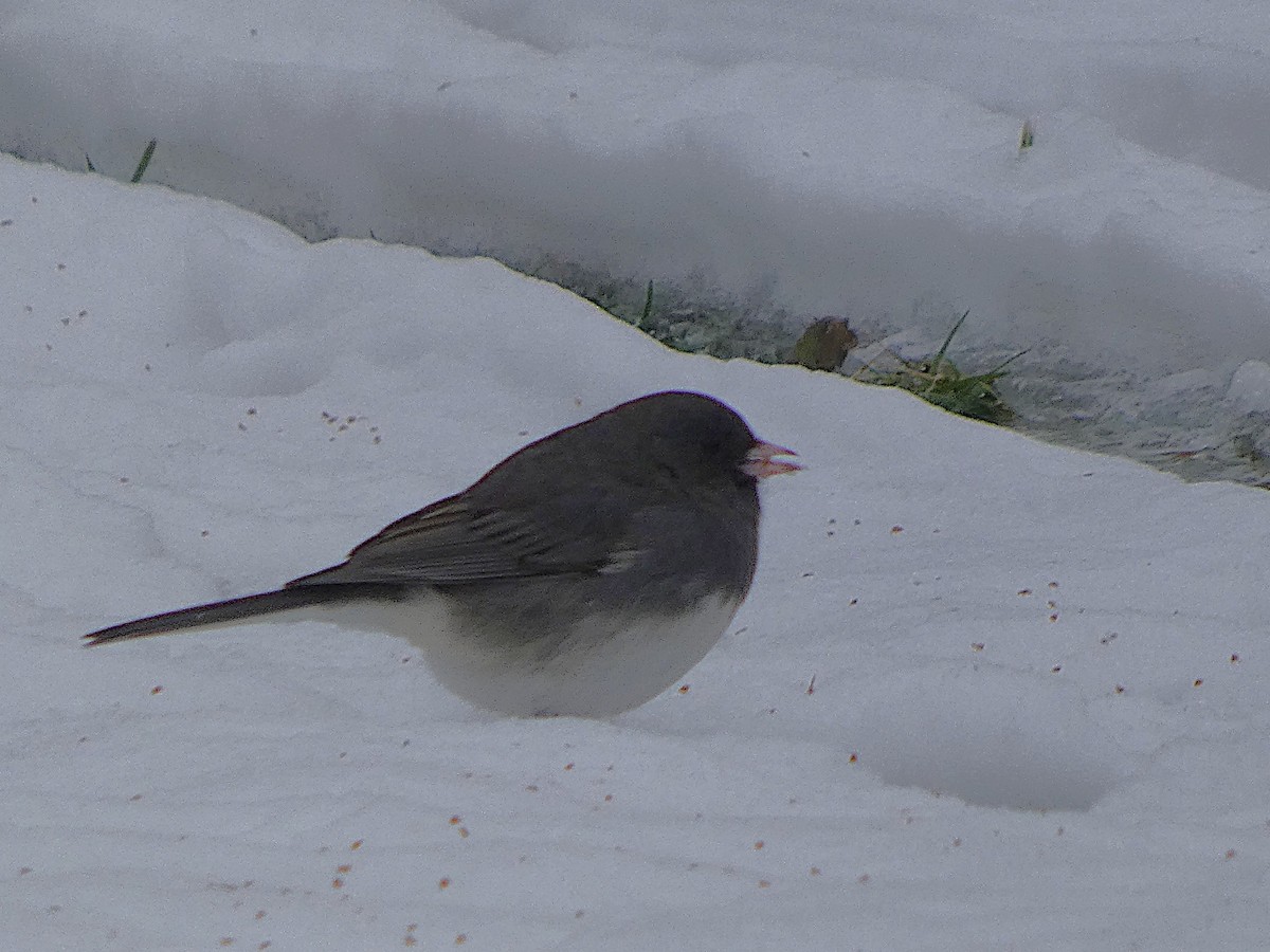 ユキヒメドリ（hyemalis／carolinensis） - ML646528015
