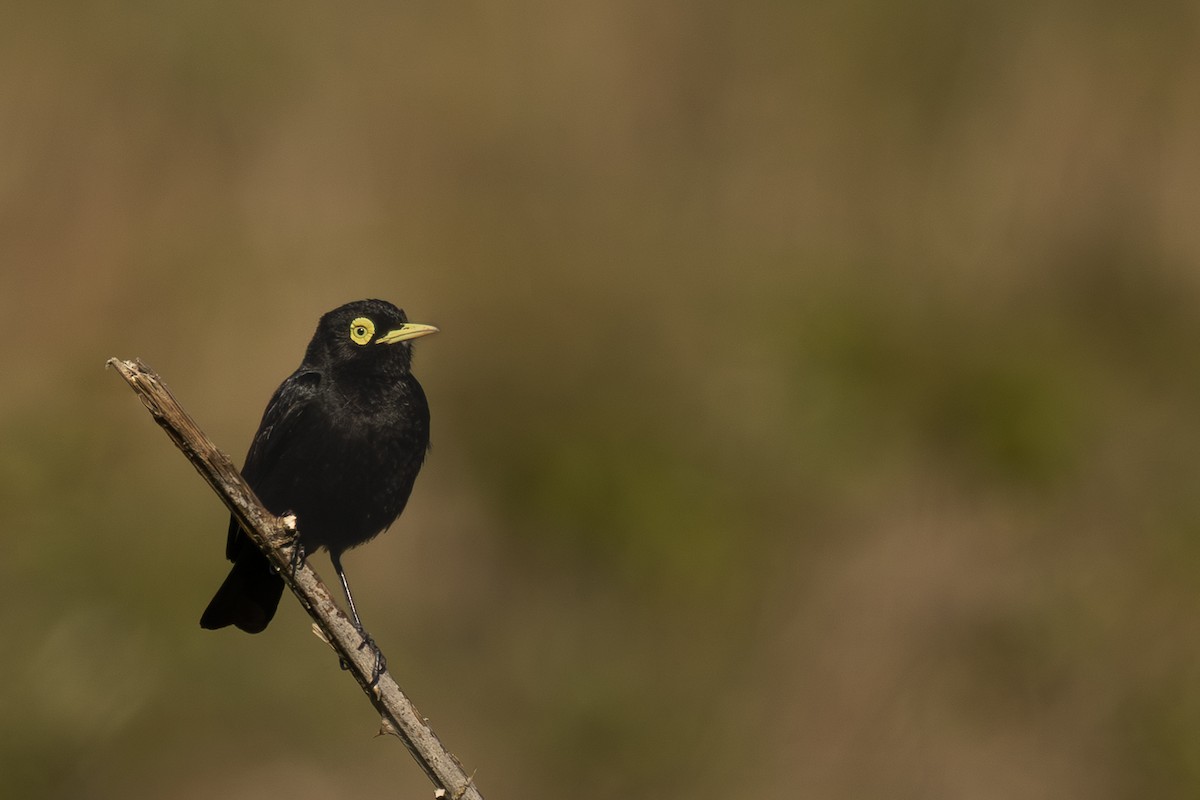 Spectacled Tyrant - ML646528016
