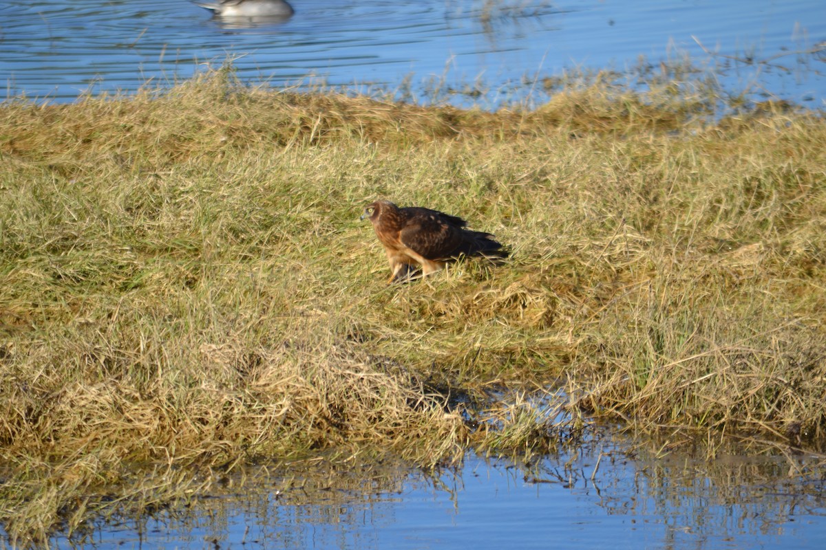 Northern Harrier - ML646528017