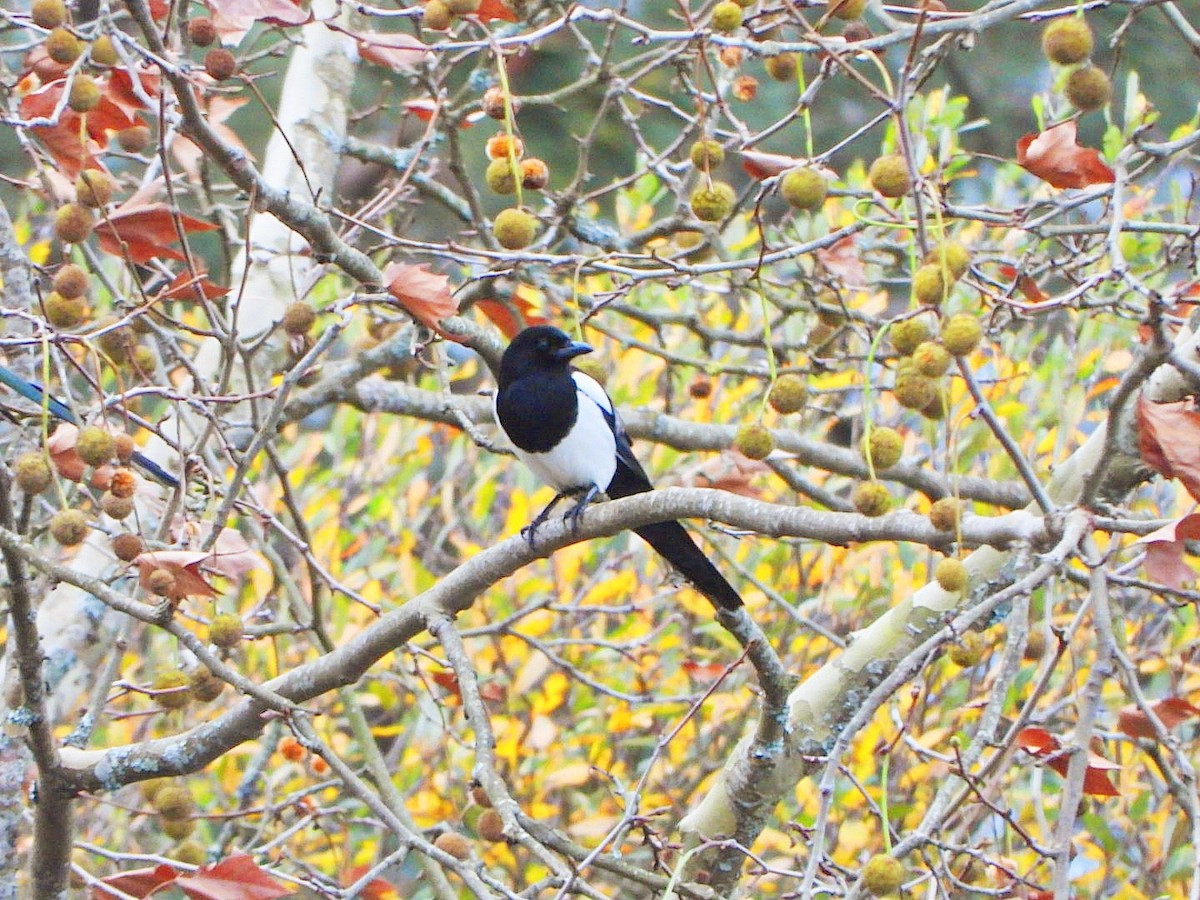 Eurasian Magpie - ML646528035
