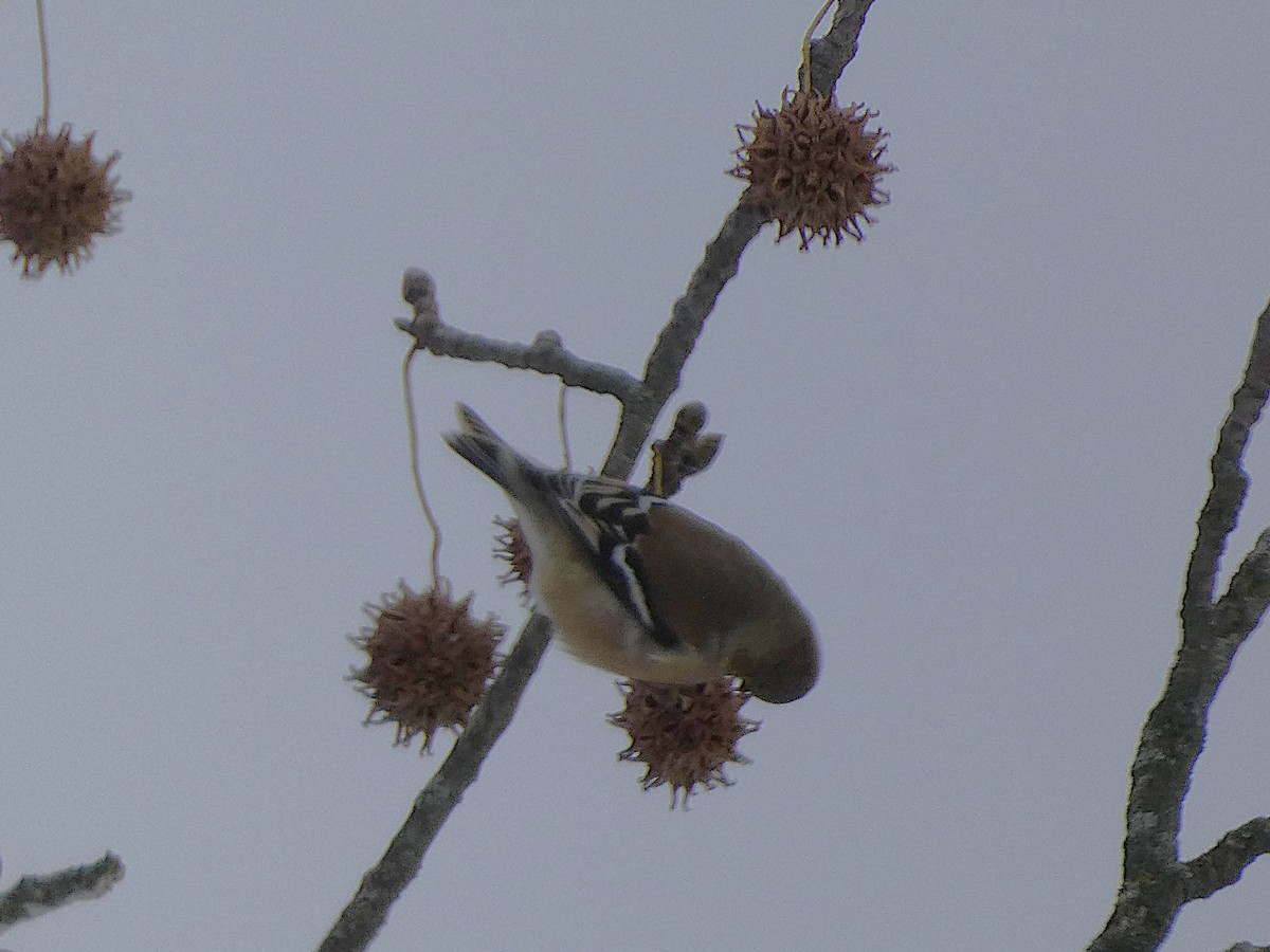 オウゴンヒワ - ML646528039