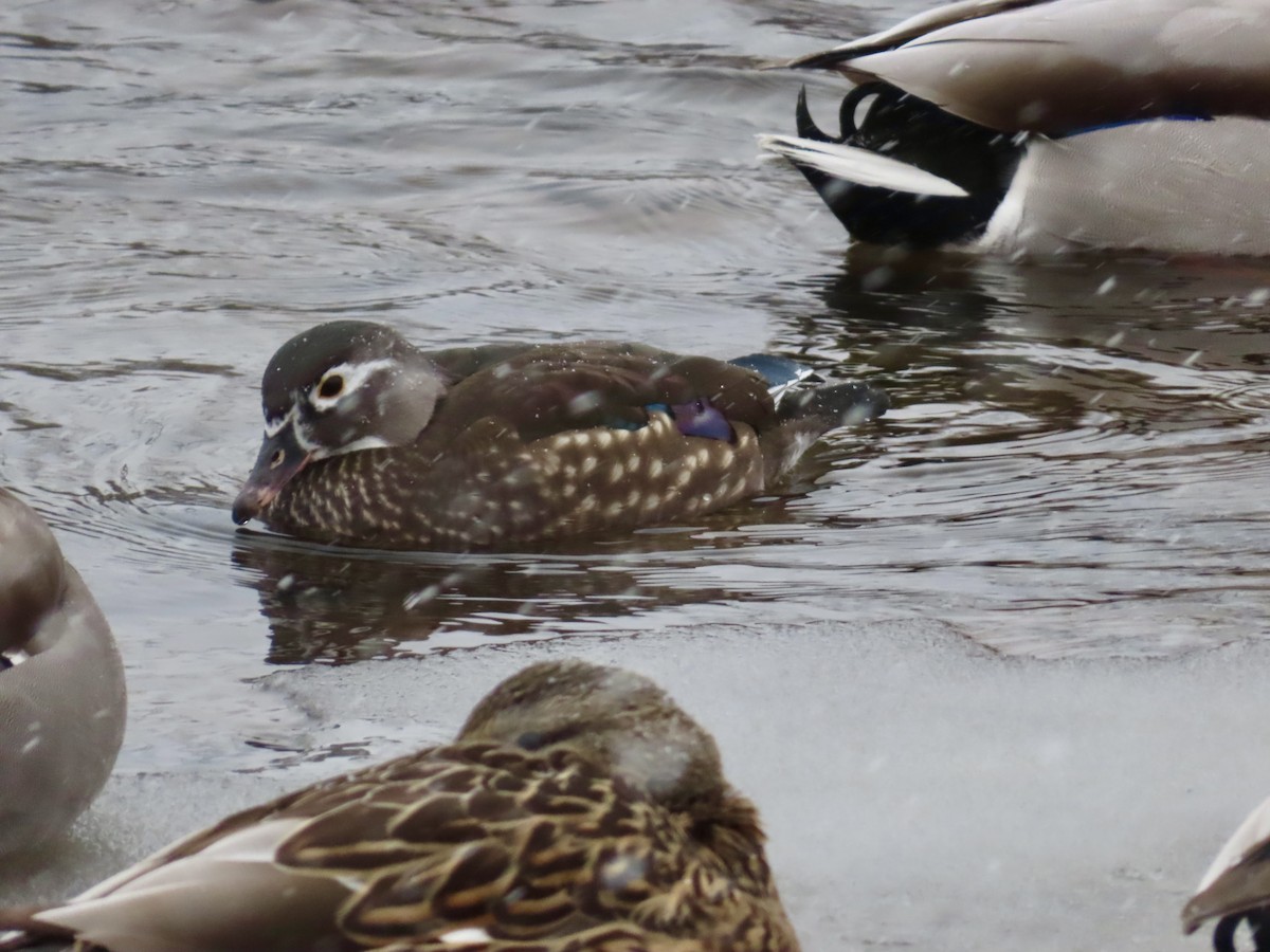 Canard branchu - ML646528041