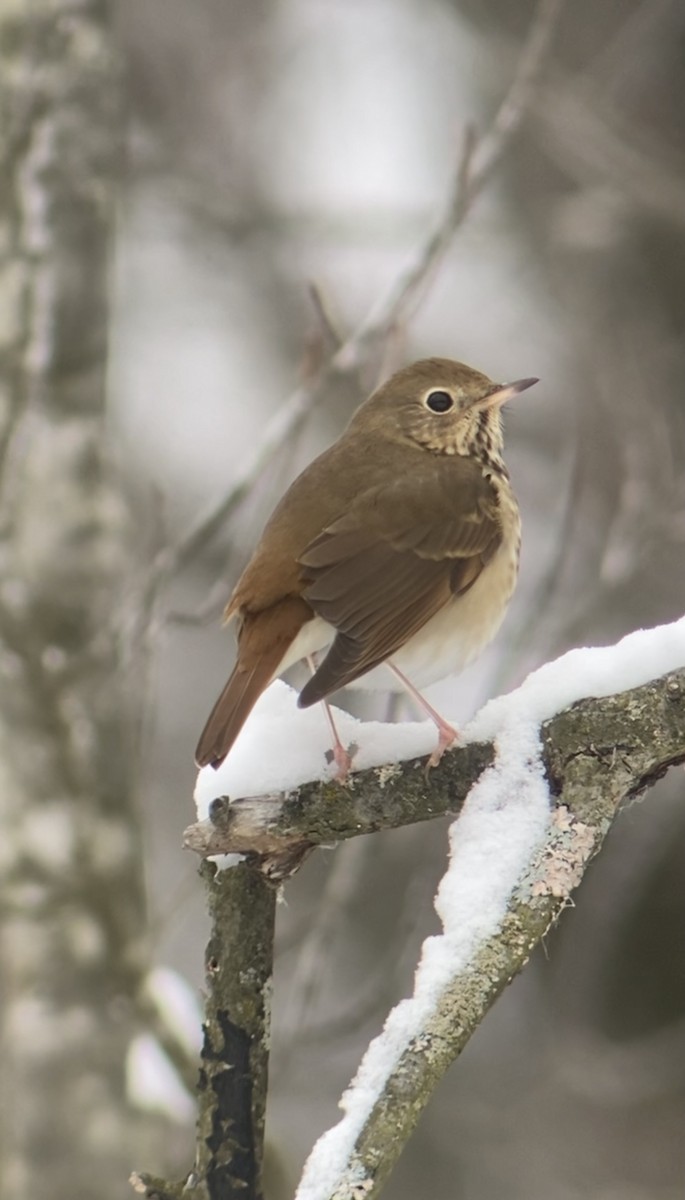 eremittskogtrost - ML646528042